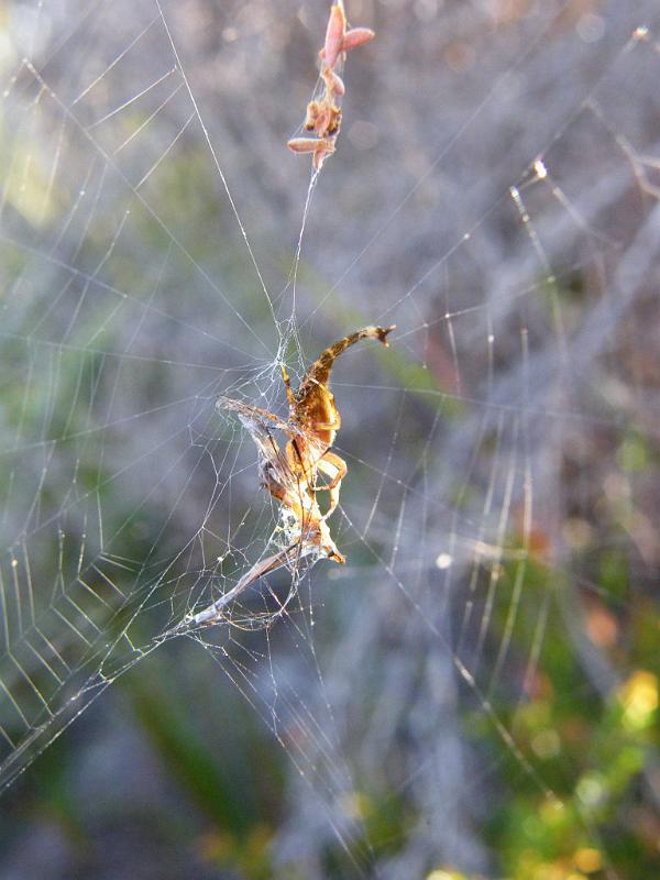 Arachnura_higginsi_D5983_Z_88_Home Wendy Eiby_Australie.jpg